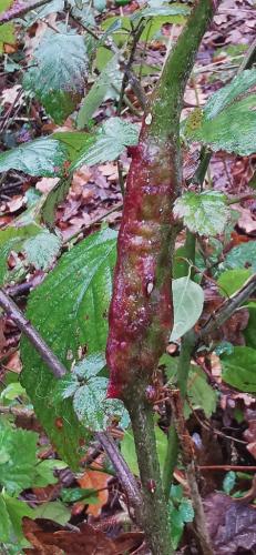 Diastrophus rubi